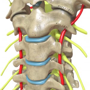 neck pain anatomie